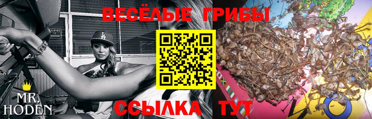 Псилоцибиновые грибы Psilocybe Ленинск-Кузнецкий